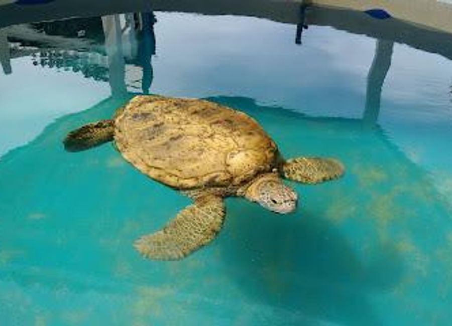 Explore the TAMAR Project Arembepe: A vital sanctuary dedicated to protecting marine turtles and promoting conservation in Bahia, Brazil.