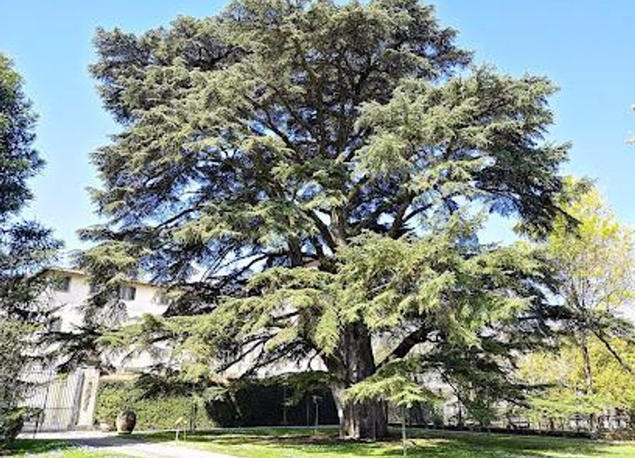 Explore the serene Orto Botanico Comunale di Lucca, a botanical garden rich in diverse flora and tranquil pathways in the heart of Lucca, Italy.