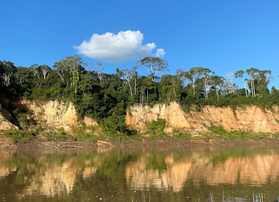 Explore the mesmerizing Collpa Chuncho - Macaw Clay Lick, a vibrant birdwatching paradise in the heart of the Amazon rainforest.