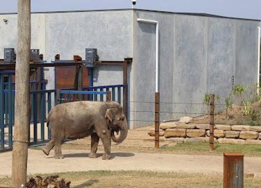 Experience the extraordinary at Sydney Zoo, where wildlife conservation meets an unforgettable adventure in the heart of New South Wales.