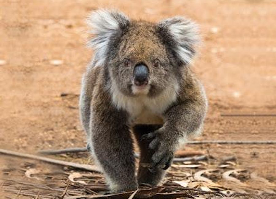 Discover the enchanting wildlife and natural beauty at Hanson Bay Wildlife Sanctuary on Kangaroo Island, South Australia.