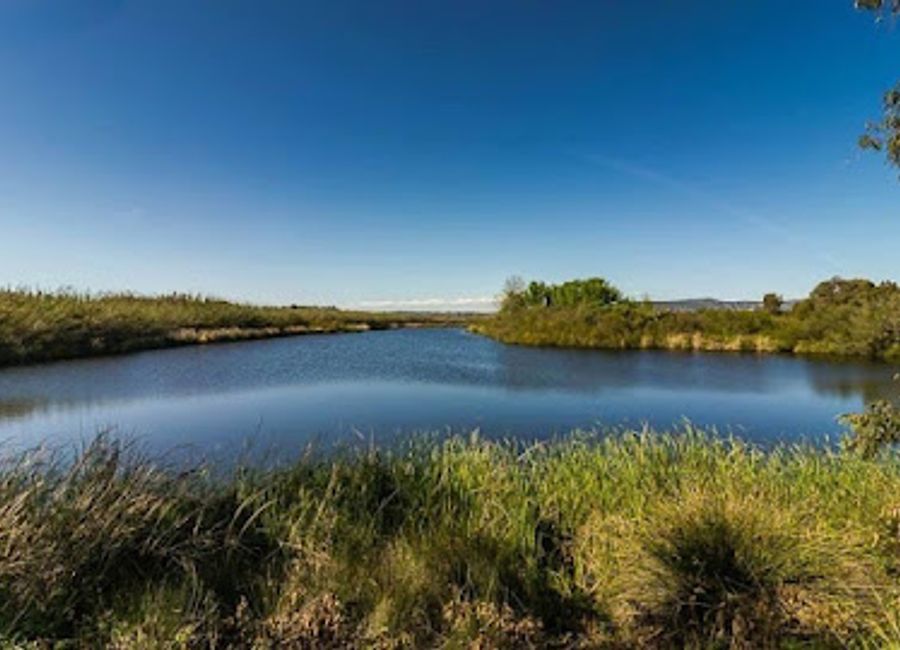 Discover the breathtaking Stork and Cormorant Rookery in Almansil, a prime destination for birdwatching and nature exploration in the Algarve region.