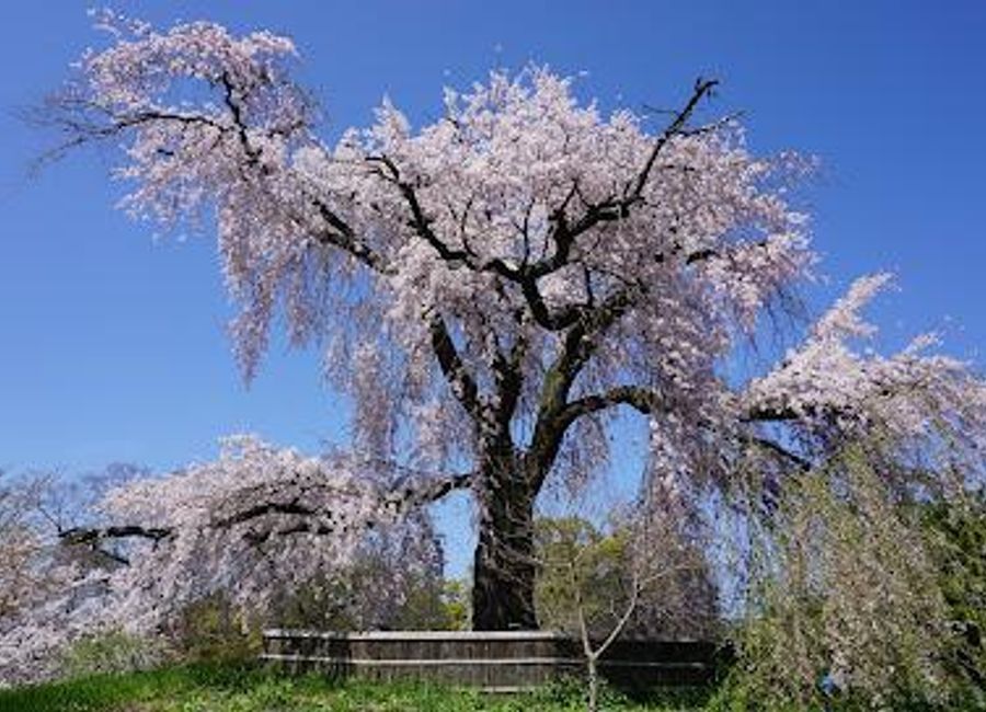 Discover the serene beauty of Maruyama Park in Kyoto, where cherry blossoms bloom and nature flourishes in a tranquil urban oasis.