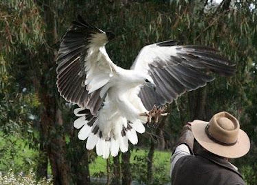 Experience interactive bird of prey shows and reptile presentations at this Kangaroo Island wildlife sanctuary dedicated to conservation and education.