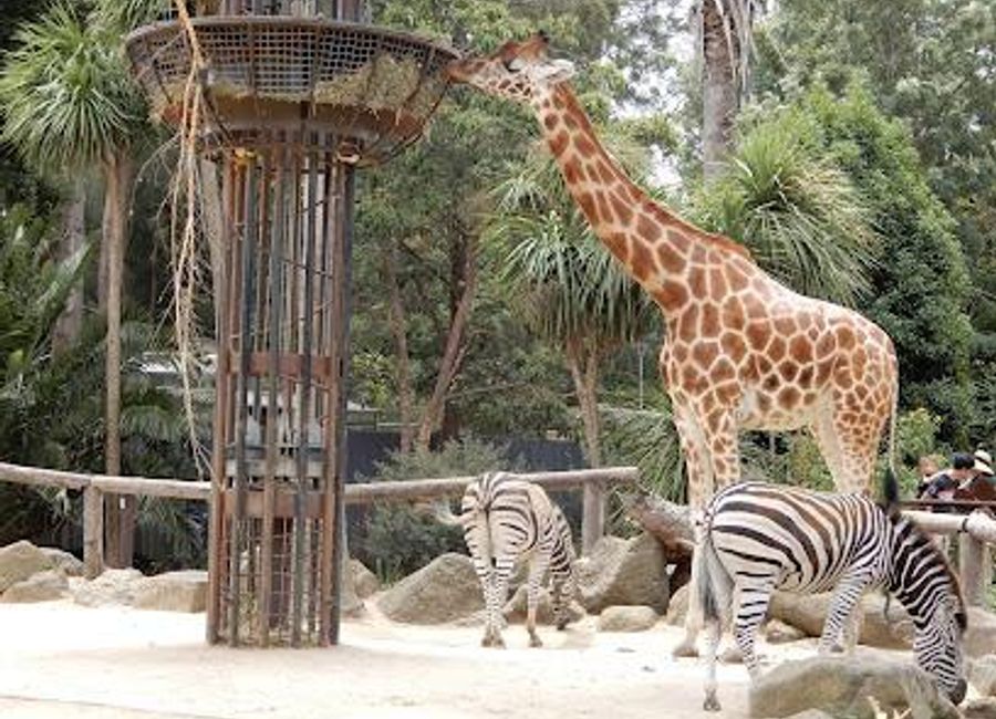 Explore Melbourne Zoo, a premier wildlife park showcasing diverse species and engaging conservation efforts in a beautiful setting in Parkville.