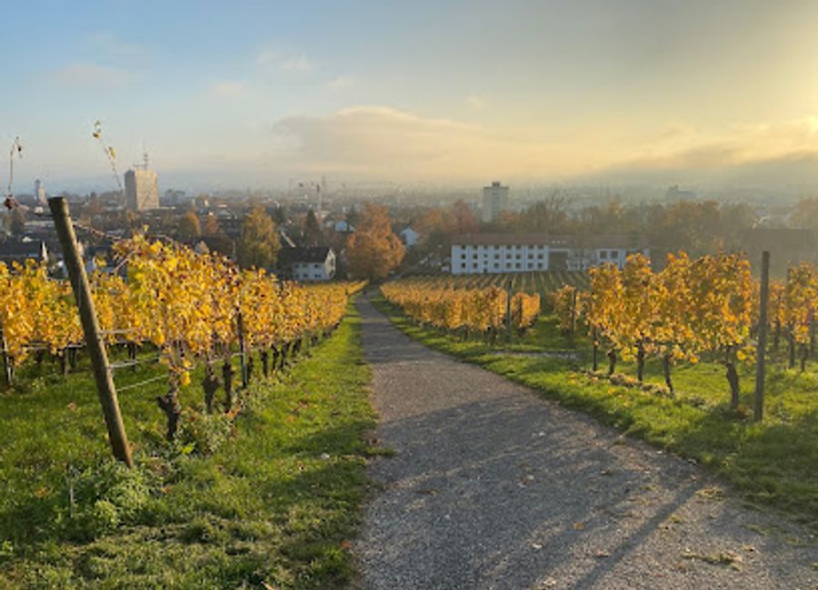 Discover breathtaking views from Bismarckturm Konstanz, a historic tower offering panoramic sights of the city, Lake Constance, and the majestic Alps.