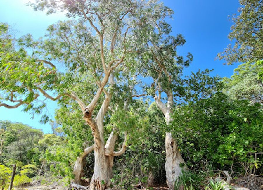 Explore the stunning Blacksand Beach in Queensland, where unique black sands meet lush nature, offering a serene escape and breathtaking views.