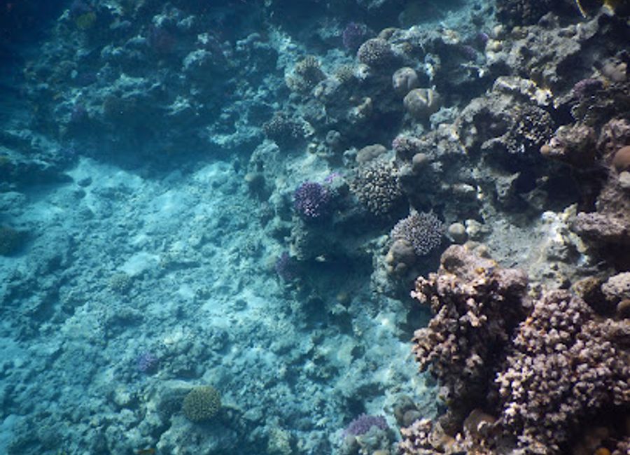 Discover vibrant marine life and breathtaking coral reefs at Jackfish Alley, the premier diving spot in Second Sharm Al Shiekh.