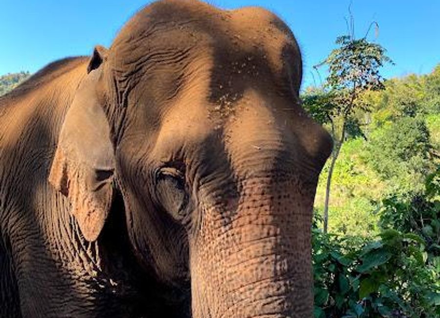 Experience the beauty and compassion of Elephant Rescue Park, where rescued elephants thrive in a sustainable sanctuary in Chiang Mai, Thailand.