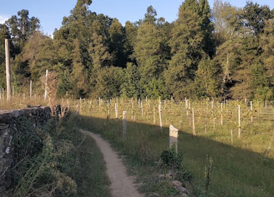 Experience the serene beauty of Caminho Português de Santiago in Ponte de Lima, a captivating hiking trail rich in history and natural wonder.