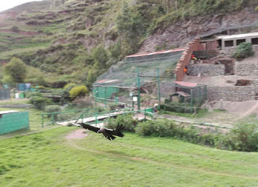 Explore Cochahuasi Animal Sanctuary - a wildlife refuge in Peru dedicated to rehabilitating rescued animals and promoting conservation education.