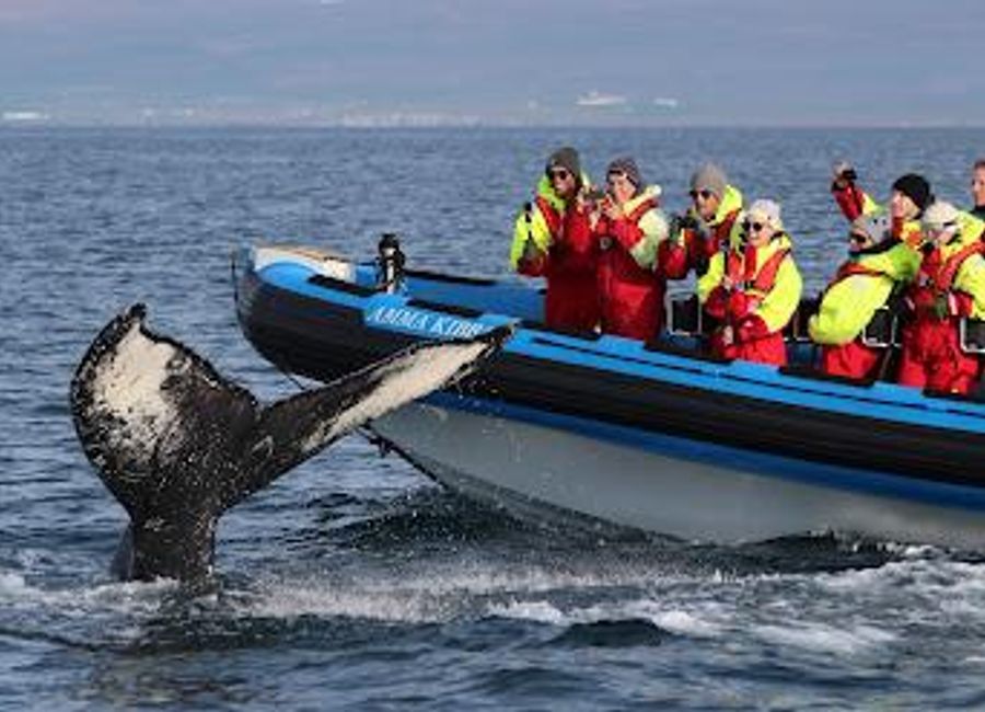 Explore the captivating waters of Husavik with Gentle Giants, where unforgettable whale watching adventures await in Iceland's stunning landscapes.