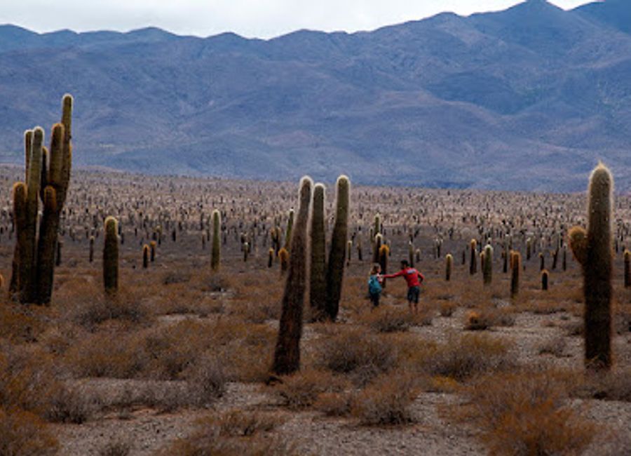 Experience the surreal beauty of Argentina's Recta del Tin Tin: an 18km straight road through the Calchaquí Valleys, offering stunning Andean views.