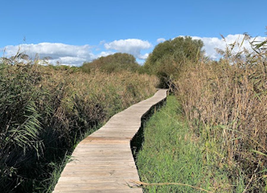 Experience the beauty of nature at Little Lagoon, a birdwatcher's haven in Portugal, where tranquility meets rich biodiversity.