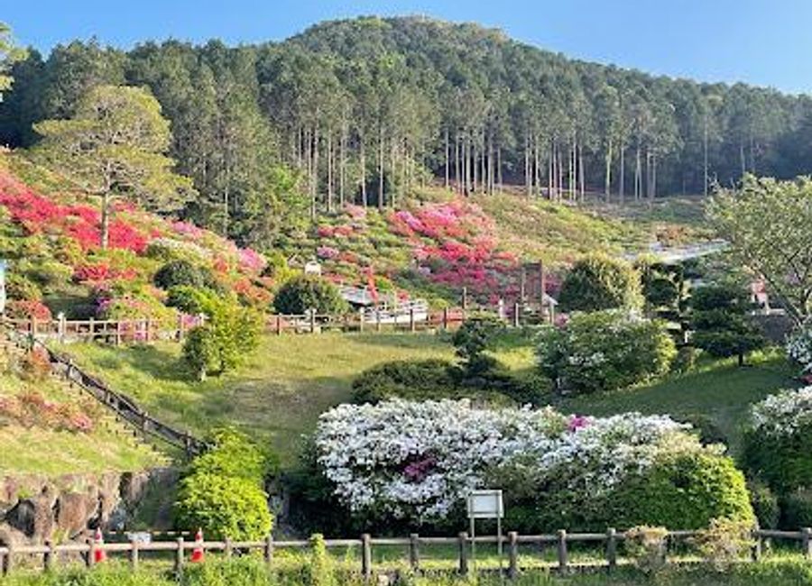 Discover breathtaking landscapes, diverse wildlife, and tranquil coastal views at Saikai National Park, a natural paradise in Nagasaki, Japan.