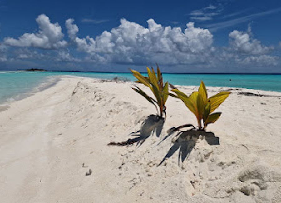 Explore the serene beauty and herbal wonders at Last Herbal on Dhigurah, a must-visit tourist attraction in the Maldives.