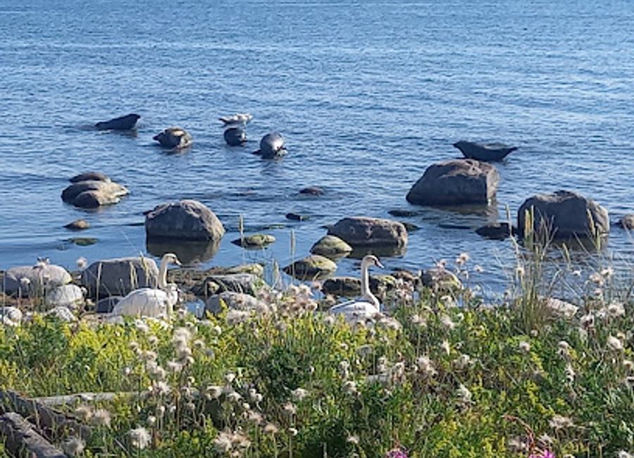 Explore Gotska Sandön National Park, Sweden's hidden gem with breathtaking landscapes, rich wildlife, and endless outdoor adventures.