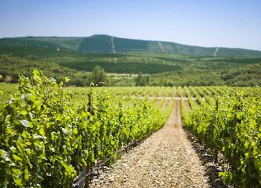 Explore Quinta do Carmo, a stunning vineyard in Portugal offering exquisite wines, captivating tours, and a rich cultural experience.