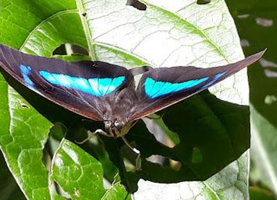 Discover the vibrant beauty of the Mariposario of Machu Picchu, where over 200 butterfly species thrive in a lush sanctuary near the iconic ruins.