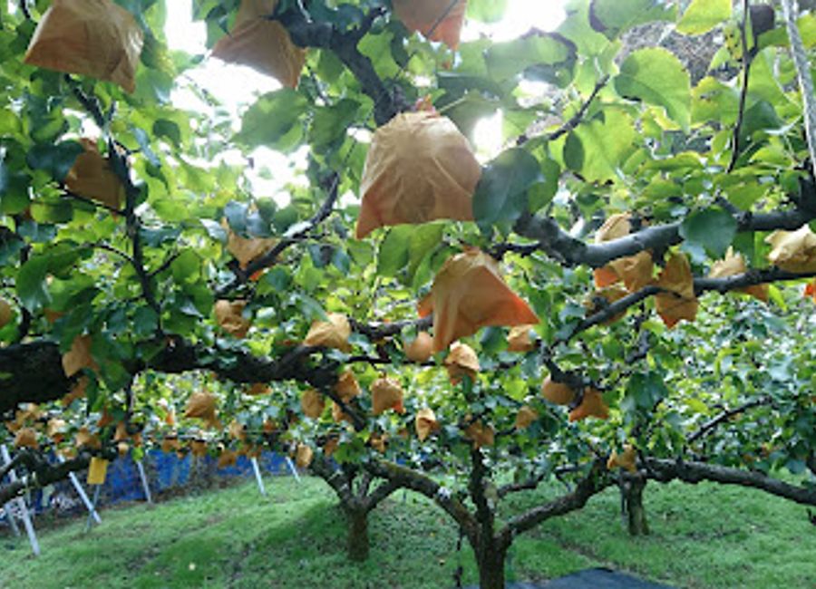 Explore the lush orchards and serene landscapes of Plantation Sono Hashimoto, a charming escape in Tottori, Japan, perfect for nature lovers and families.