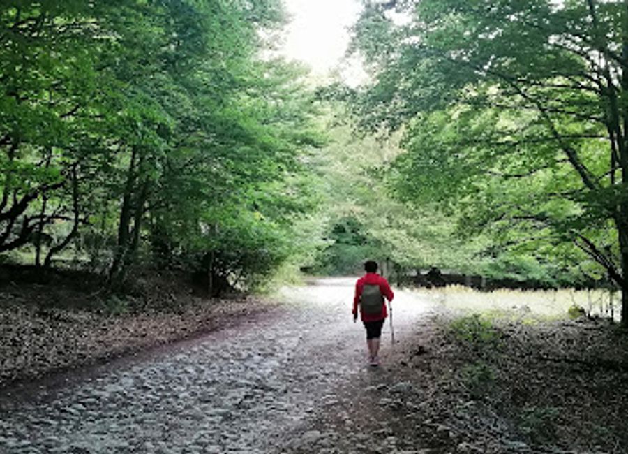 Explore the ancient beauty of Faggeta Vetusta coppo del principe, a national forest in Pescasseroli rich in biodiversity and adventure opportunities.