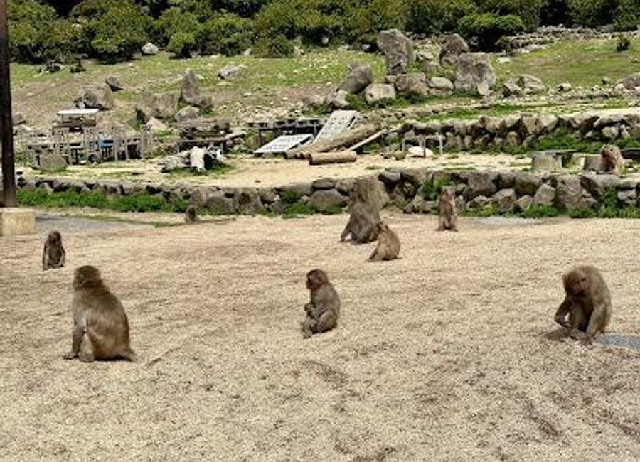 Experience the lively antics of Japanese macaques at Chōshi Valley Monkey Kingdom, a unique natural zoo in Tonosho, Kagawa, Japan.