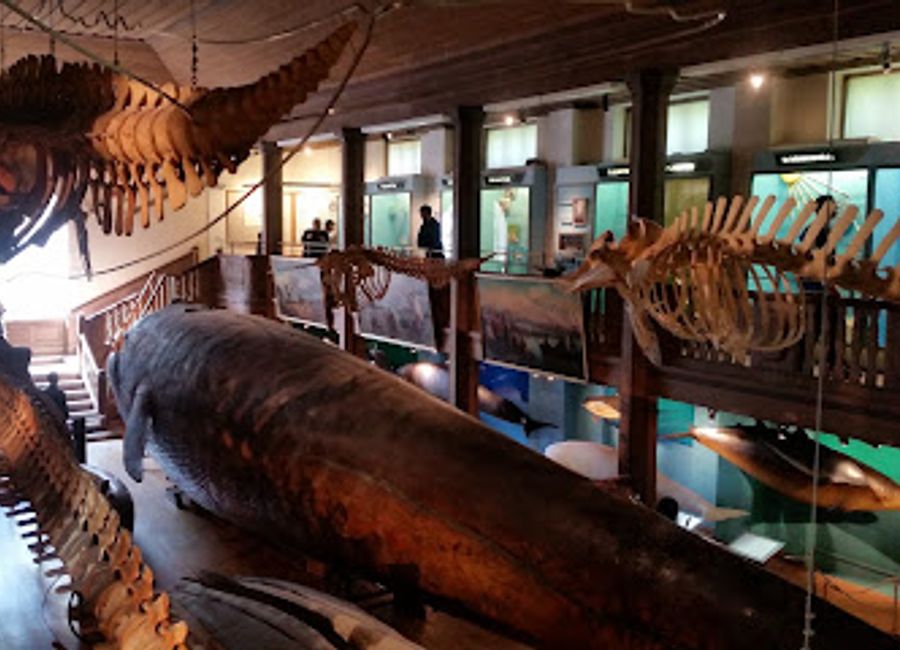 Explore the diverse exhibits and stunning artifacts at the Gothenburg Museum of Natural History, a must-visit destination for nature enthusiasts.