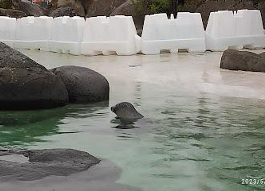 Experience the charm of Iceland's wildlife at Reykjavík Park and Zoo, where nature and adventure await in a stunning park setting.