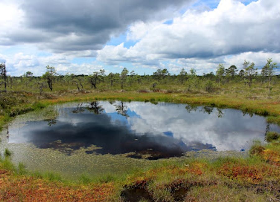 Experience the stunning views from Kuresoo Vaatetorn in Viljandi County, a perfect blend of nature and adventure for all travelers.