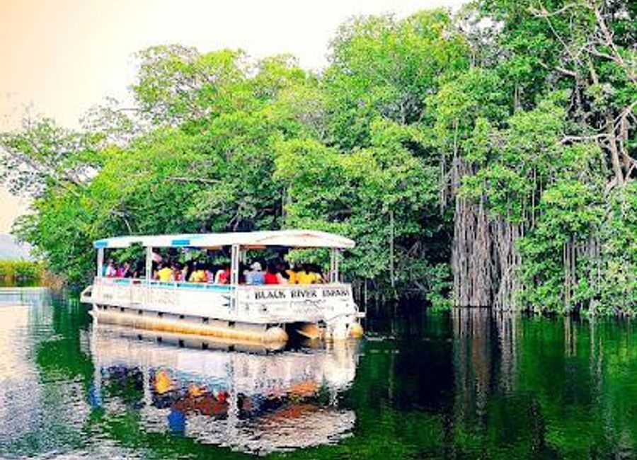 Explore the enchanting Black River Safari in Jamaica, where extraordinary wildlife encounters and breathtaking landscapes await every traveler.