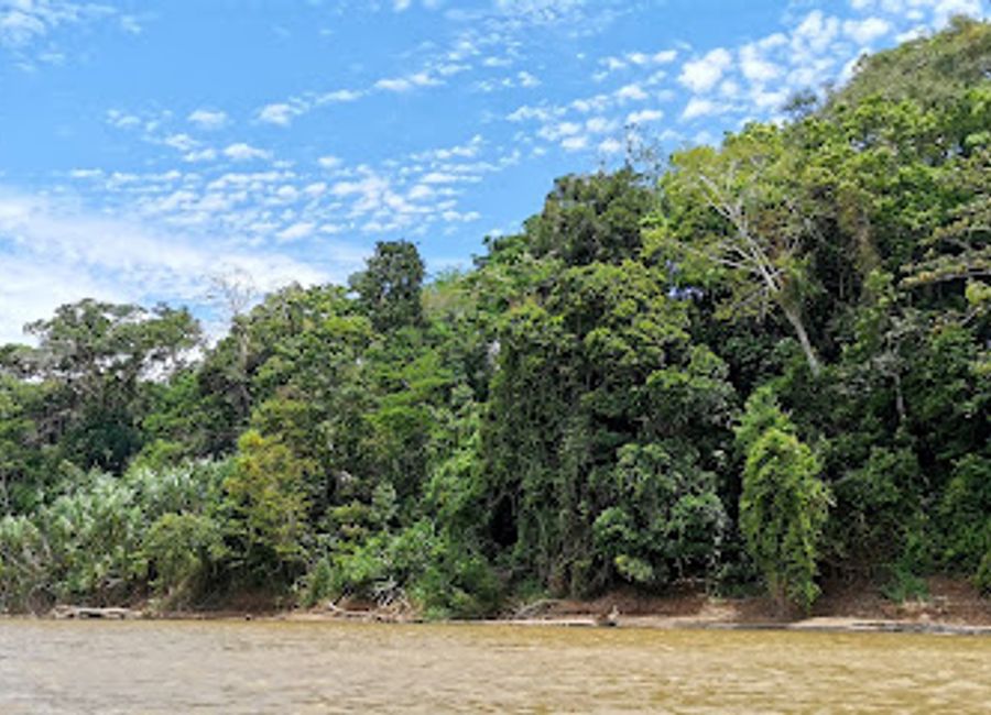 Discover the breathtaking biodiversity at Concesion para Conservacion Los Amigos, a premier nature preserve in the heart of Peru's Amazon rainforest.