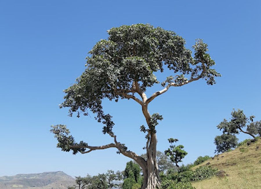 Experience the breathtaking avian diversity at Ethiopian Endemic Birdwatching in Lalibela, a paradise for birdwatchers and nature lovers alike.