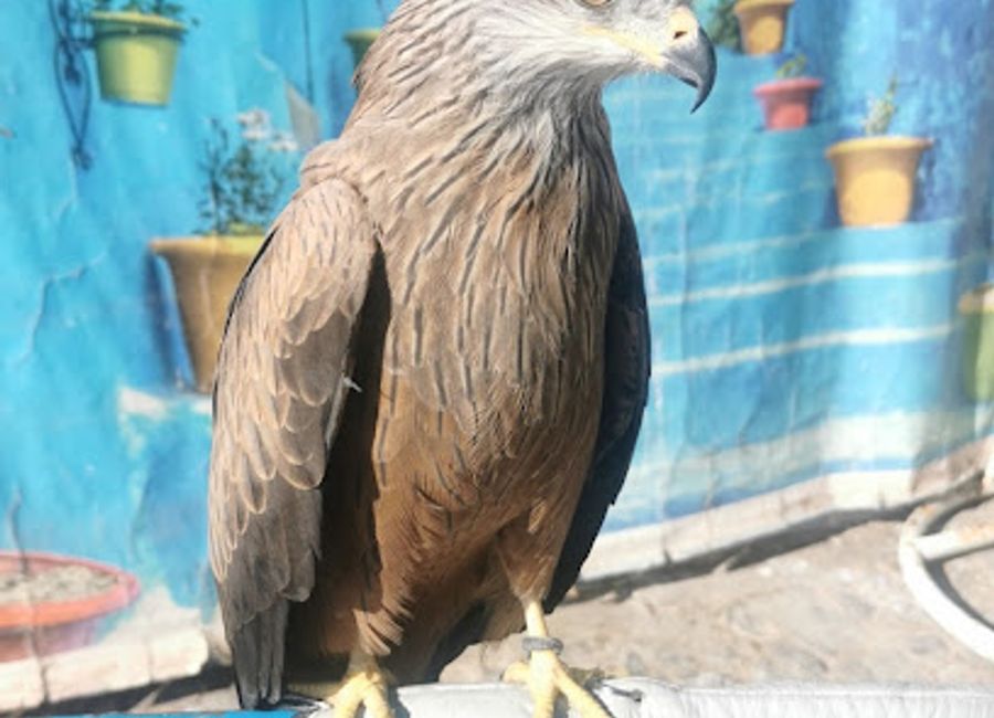 Discover the breathtaking views from Hero Eagle, a must-see viewpoint in the stunning blue town of Chefchaouen, Morocco, where nature meets culture.