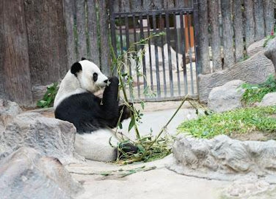 Explore Chiang Mai Zoo, a captivating destination showcasing diverse wildlife amidst lush surroundings in the heart of Thailand.