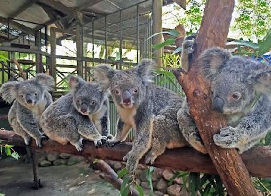 Discover the beauty of Australia's wildlife and rich Aboriginal culture at Rainforestation Nature Park in Kuranda, Queensland.