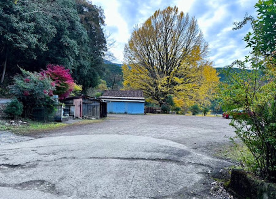 Explore the ancient beauty of the Fukusada-no-Oicho Large Ginkgo Tree, a symbol of resilience and tranquility in Wakayama's lush landscapes.