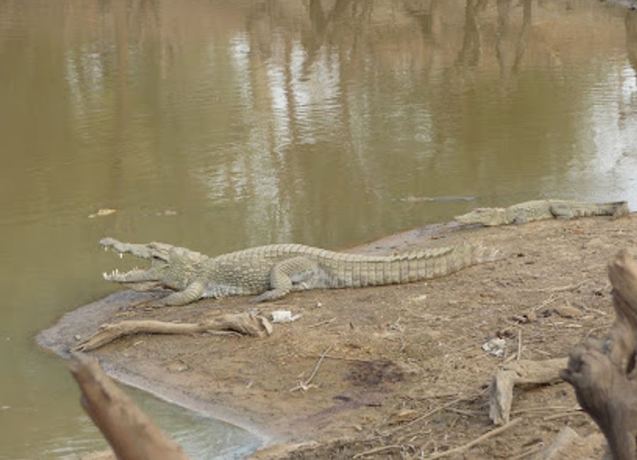 Experience the enchanting Mare sacrée aux crocodiles in Sangha Ogol Leye, Mali, where nature and tradition beautifully intertwine.
