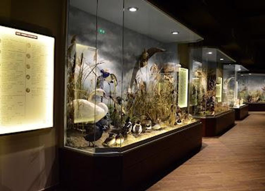 Explore the rich biodiversity of Meteora at the Natural History Museum, featuring unique exhibits and a fascinating mushroom collection.