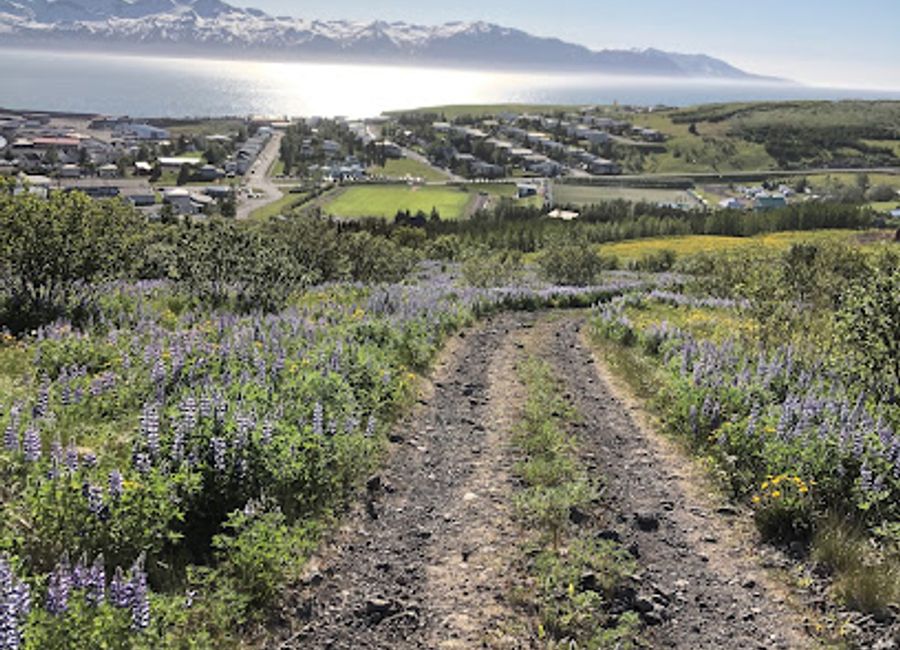 Explore the breathtaking Husavik Mountain Trailhead, a paradise for hikers in Iceland with stunning views and rich biodiversity.