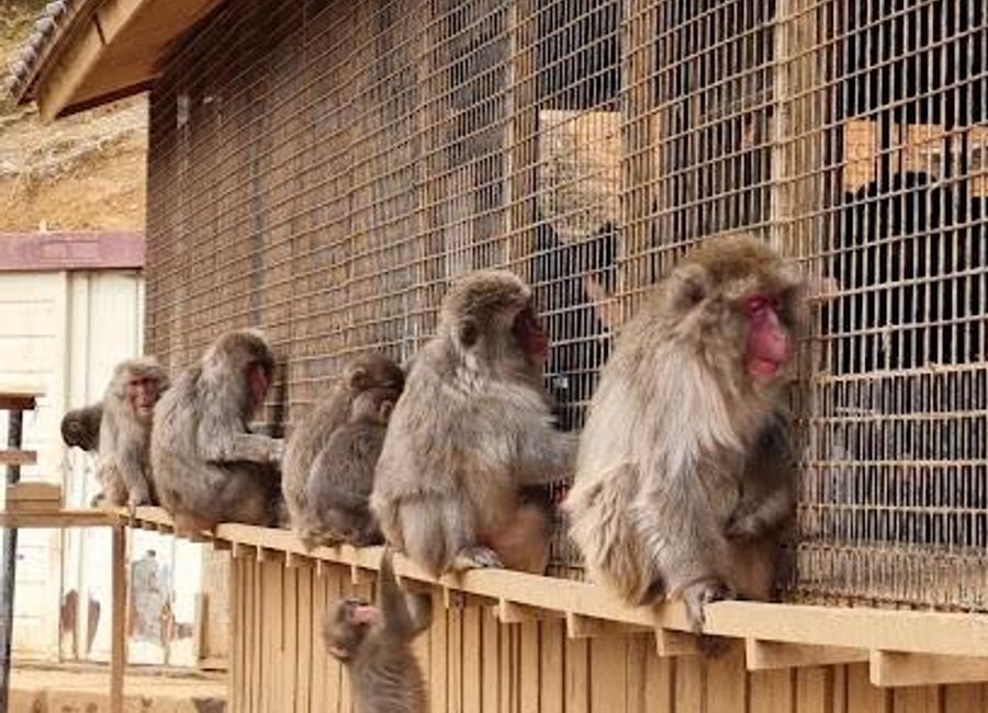 Discover the playful world of Japanese macaques at Arashiyama Monkey Park Iwatayama, a stunning wildlife experience in the heart of Kyoto.