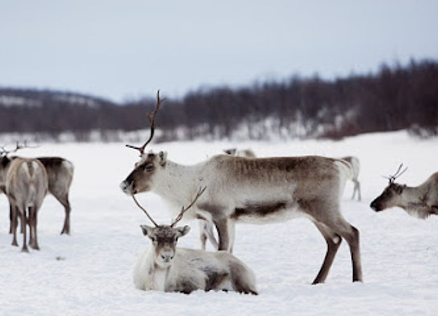 Discover the breathtaking Finnmarksvidda Plateau in Norway, where expansive landscapes and unique wildlife await adventure seekers and nature lovers.