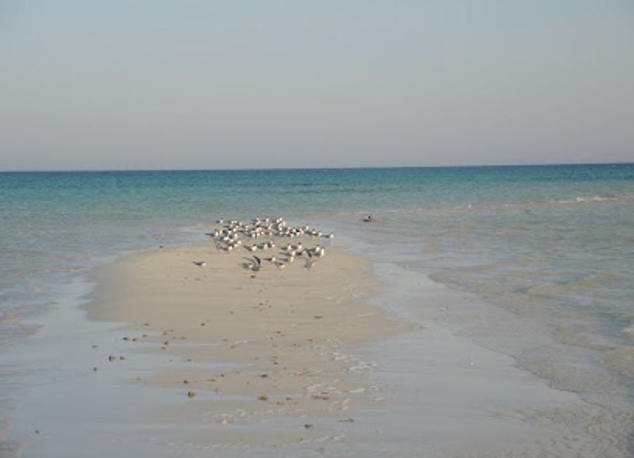 Discover the serene beauty of C-Quest Island, a stunning tourist attraction in the Suez Gulf with pristine beaches and vibrant marine life.