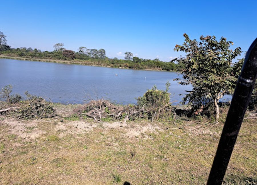 Explore the incredible biodiversity of Kaziranga National Park, home to the Indian rhinoceros and a vibrant array of wildlife in Assam's lush landscapes.