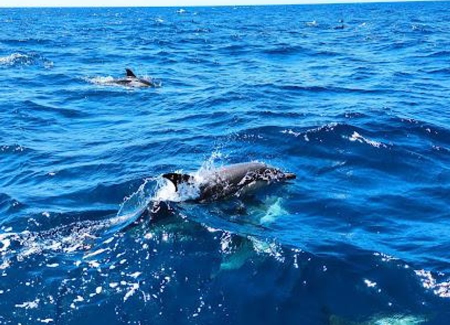 Discover the magic of dolphins up close at Sealife Dolphin Watching in Lagos, a top-rated eco-friendly boat tour agency in Portugal.