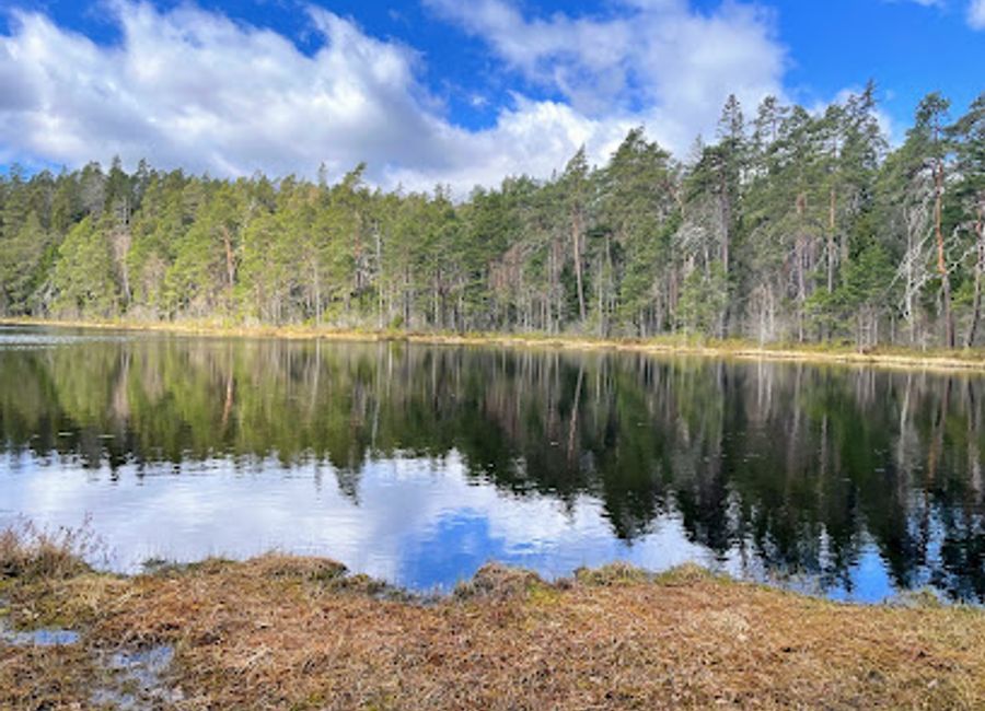 Experience the breathtaking beauty and diverse wildlife of Norra Kvills National Park, a true gem of Sweden's natural landscape.