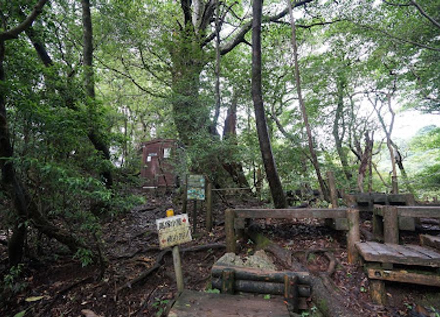 Witness the grandeur of Daio Sugi, an ancient cedar on Yakushima Island, offering an up-close encounter with nature's giants.