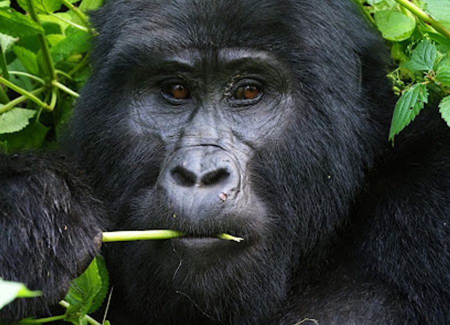 Experience the breathtaking beauty of Rushaga Sector in Uganda, home to mountain gorillas and rich biodiversity in Bwindi Impenetrable National Park.