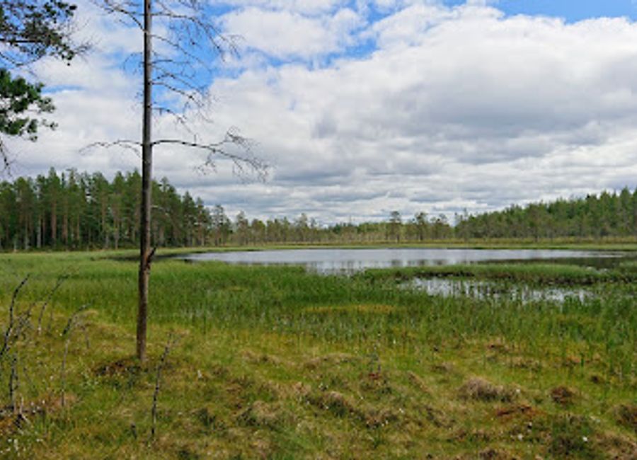 Explore the enchanting landscapes and diverse wildlife of Hamra National Park, a gem in Sweden’s collection of natural wonders.