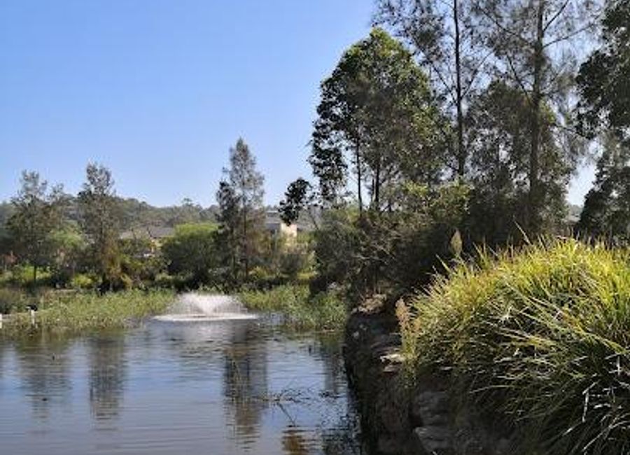 Explore the stunning Warriewood Wetlands, a nature preserve in Sydney, showcasing vibrant wildlife and serene walking trails in a breathtaking setting.