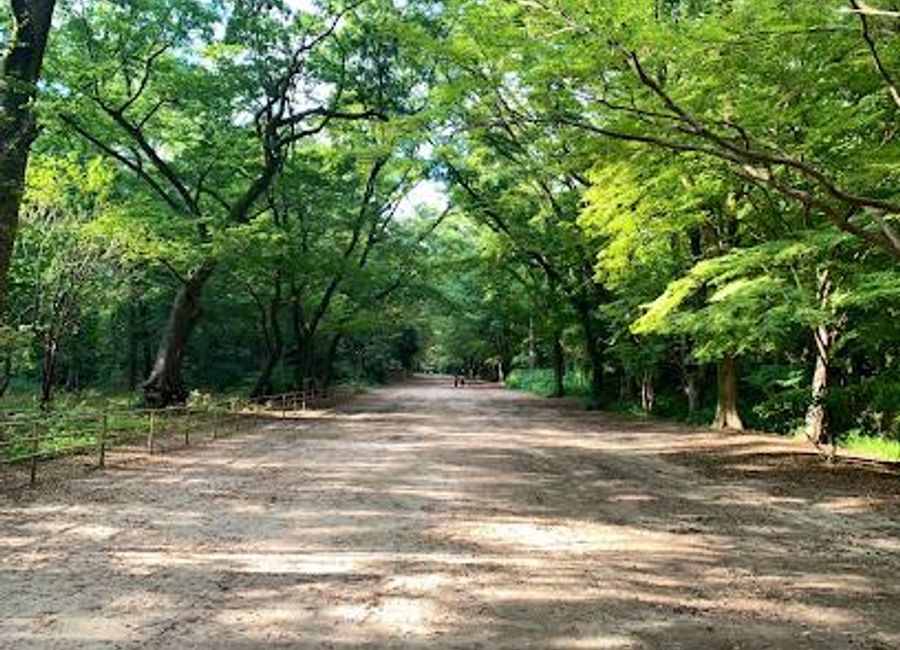 Explore the serene beauty of Tadasu-no-Mori Forest, a historical landmark in Kyoto perfect for nature lovers and cultural enthusiasts.